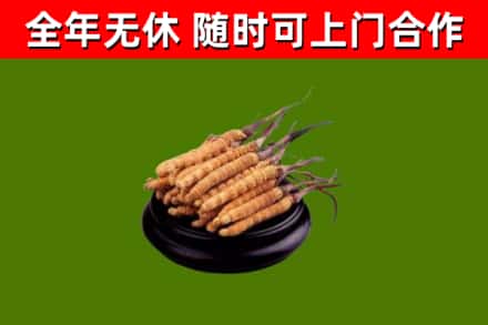 吉利回收冬虫夏草