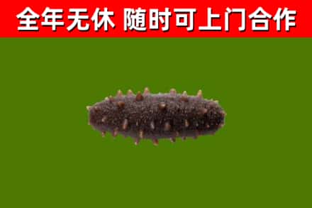 吉利回收海参干